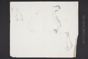 [Sketches of birds] PD-1952-2-42B