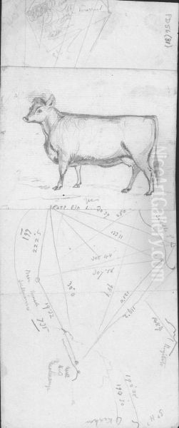 [Cow] - view 1