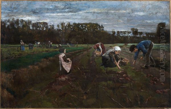 Potato Harvest - view 1