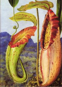 A New Pitcher Plant from the Limestone Mountains of Sarawak, Borneo