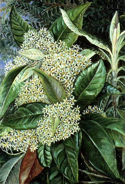 Olearia argophylla - view 1