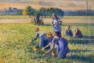 La cueillette des pois.