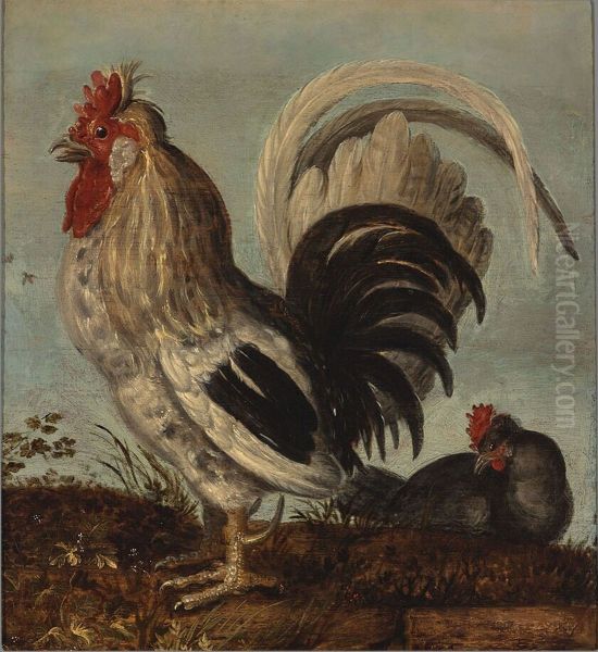 A Young Cock - view 1
