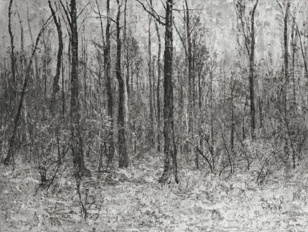 Forest interior - view 1