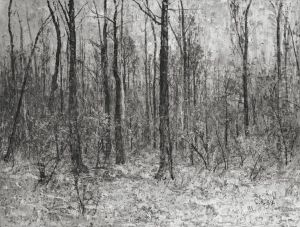 Forest interior Forest interior