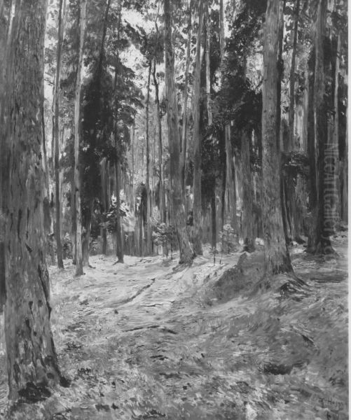 Waldlandschaft - view 1