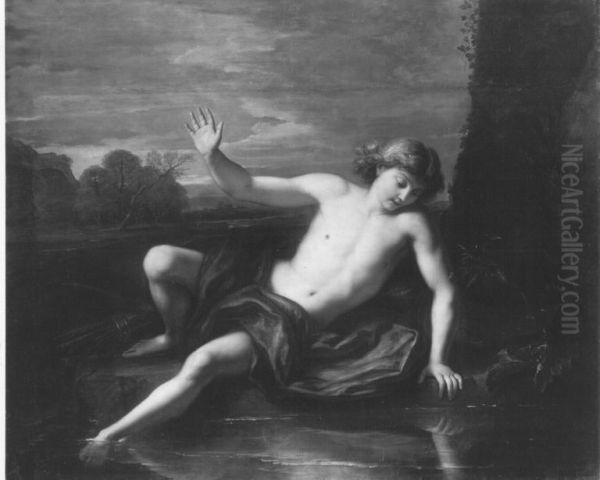 Narcissus - view 1