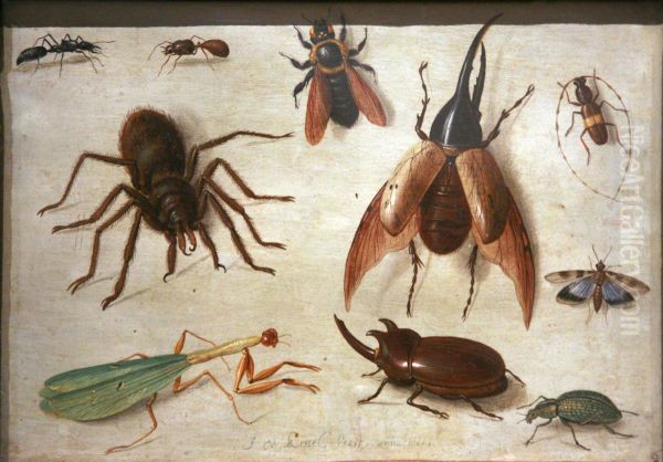 Study of Insects - view 1