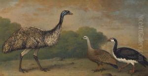 An Emu, A Cape Barren Goose And A Magpie Goose, In A Landscape by Henry Bernard Chalon