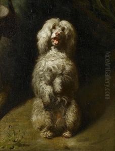 A Begging Poodle