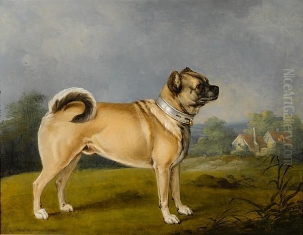 A Favorite Pug - view 1