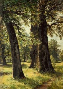 Oaks Oaks