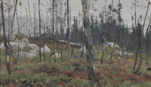 Gemengd bos in Canada - view 1