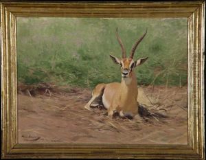 Rustende Grant gazelle