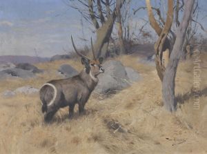 Waterbok Waterbok