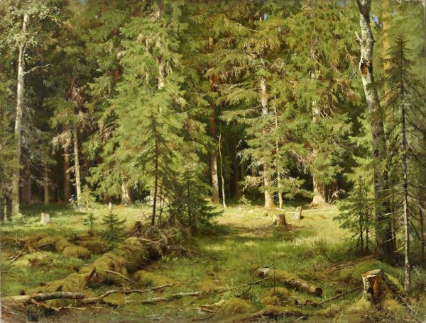 Forest - view 1