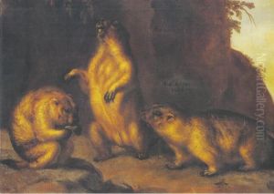 Marmot Marmot
