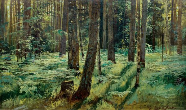 Ferns in the Forest. Siverskaya - view 1