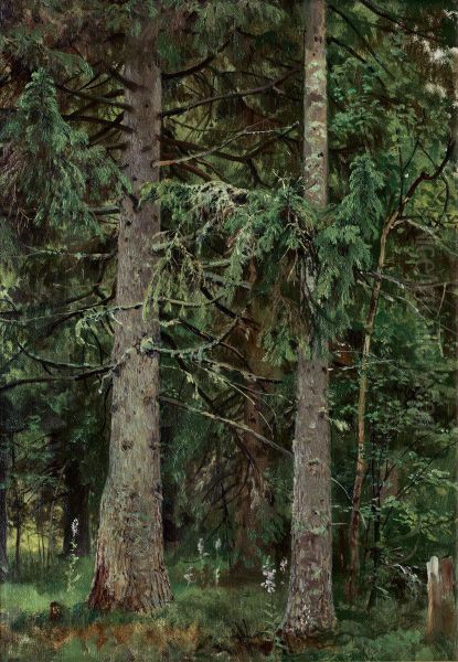 Spruce forest - view 1