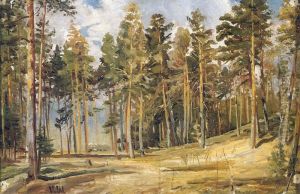 Pines. Sunny day