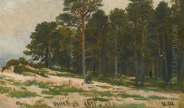 Pine Forest - view 1