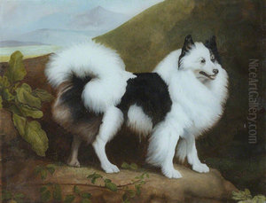 Fino, Black-and-White Spitz Fino, Black-and-White Spitz
