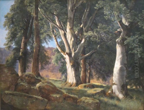 The Sycamores - view 1