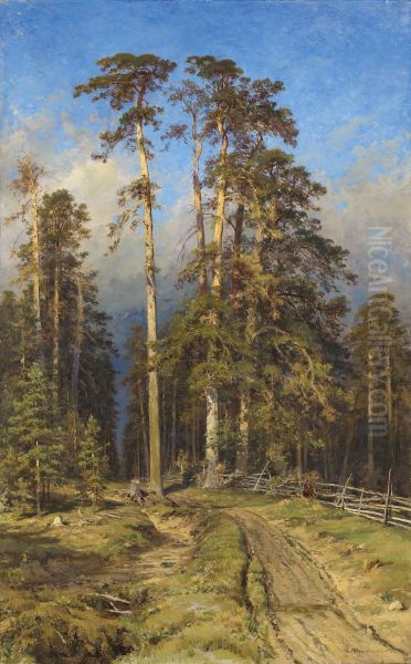 Pine Forest - view 1