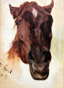 Horse Study Horse Study