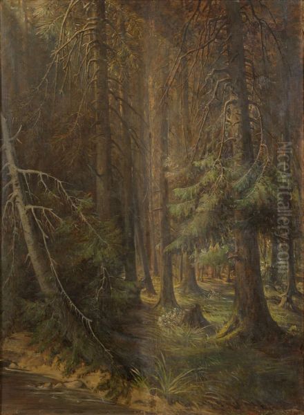Forest - view 1