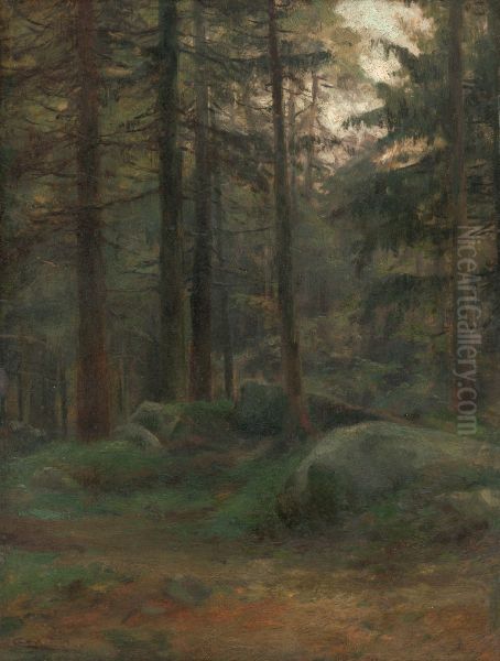 Interior of Coniferious Woods with Rocks - view 1