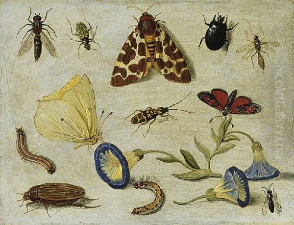 Insects - view 1