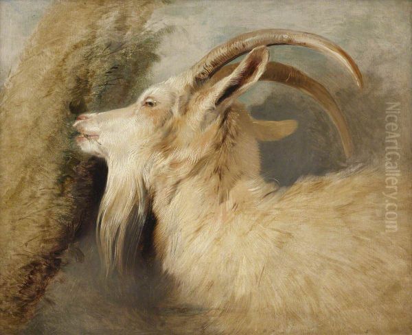 Head of a Goat - view 1