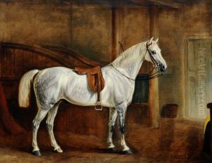 A Saddled Grey Hunter in a Loose Box A Saddled Grey Hunter in a Loose Box