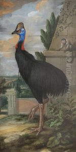 A Cassowary