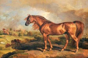 A Chestnut Stallion in the Grounds of Powis Castle