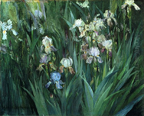 Iris at Dawn - view 1