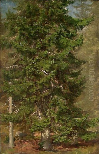 Study of a Spruce - view 1
