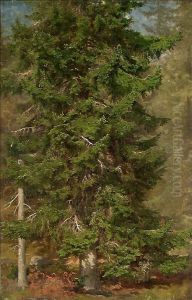 Study of a Spruce Study of a Spruce