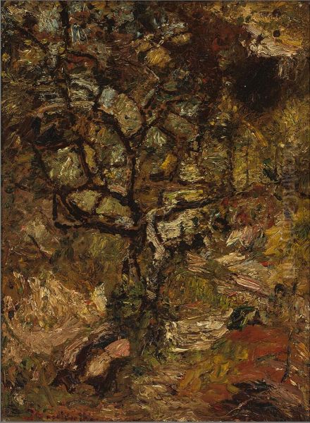 Arbre sur des rochers contre un soleil couchant - view 1