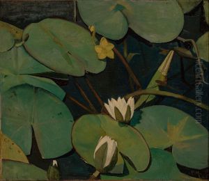 Water Lilies Water Lilies
