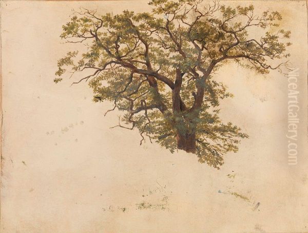 Study of an Oak - view 1
