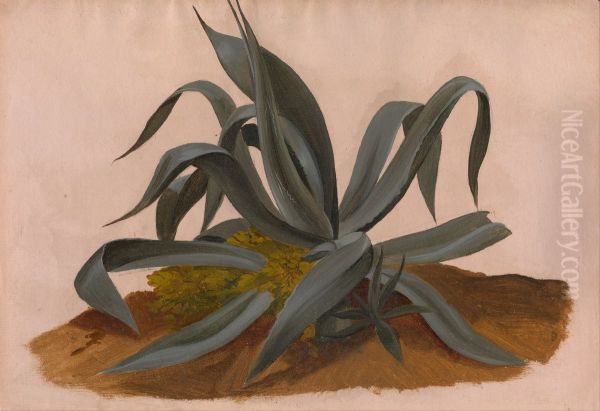 Study of an Agave - view 1