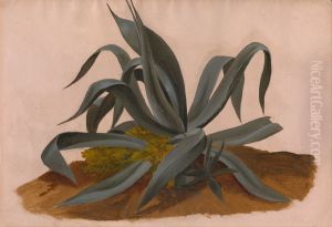 Study of an Agave