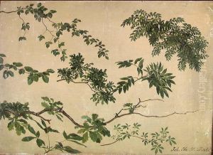 Study of Twigs and Leaves Study of Twigs and Leaves