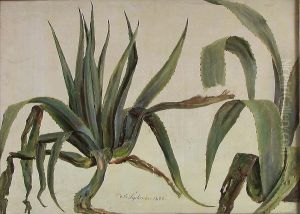 Study of two Agaves by Johan Wilhelm Ludwig Dahl