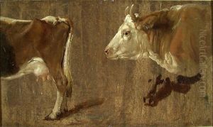 Study of Cows Study of Cows