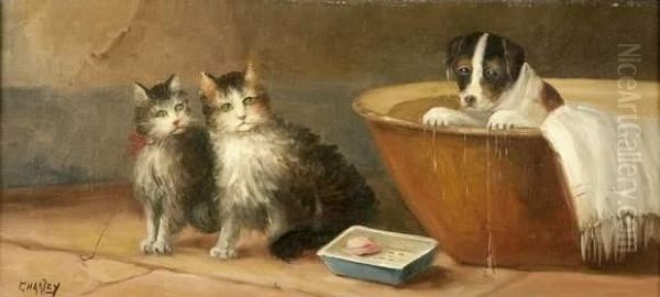 Chats Et Chiot - view 1
