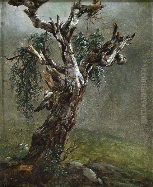 Study of a gnarled old Birch Tree - view 1
