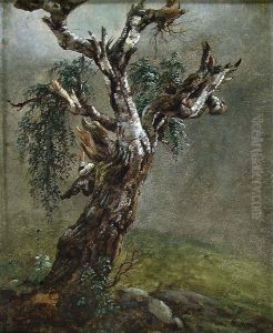 Study of a gnarled old Birch Tree Study of a gnarled old Birch Tree
